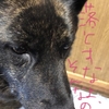 甲斐犬サン、ヒトに言えない大失敗をするの巻〜楽シケレバ良イジャナイ(*´∇｀*)♬