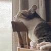 あご乗せ寝に癒やされる午後：保護猫日記。5歳2ヵ月（272週）