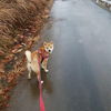 雪ではなく、雨の散歩にて。