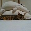 かぜはくのテイスティングノート―かわいい猫の写真篇―