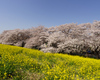 熊谷桜堤 2018