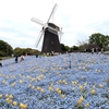 '26.4月 鶴見緑地公園 定点観測