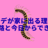 ムカデが家に出るのには理由がある！侵入経路と今日からできる効果的な対策
