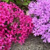 春の庭だより：芝桜とハナズオウ、そしてウコギのお浸し