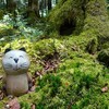 2025年6月13日（金）　蓼科 親湯♨️温泉 連泊行　DAY ３   〜 麦草峠から白駒池  苔の森を歩く 〜