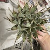 アガベ・ユタエンシス・エボリスピナを購入しました！
