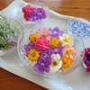 今日の花