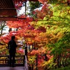 晩秋の永観堂は紅葉がきれいだった