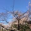 東京の桜・・・九段界隈