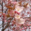 桜 散策  よかったよかった♪o(｀▽´)o