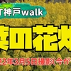HAT神戸walk・菜の花畑｜関西ハイキング（神戸市灘区）