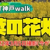 HAT神戸walk・菜の花畑｜関西ハイキング（神戸市灘区）