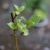 梅雨の朝の植物をLeicaで撮影。艶やかな雰囲気