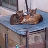 お盆も休みなし！？ボランティアのお盆は猫づくし