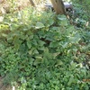 サツマイモの収穫　遅く植えた　Harvesting sweet potatoes