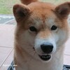 柴犬きなこの待て！！/えっ何がおこったの(>_<) 目の見え方が…新たな病気が