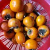 甘柿の干し柿づくり