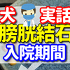 犬の膀胱結石の手術 の入院期間は4日間　その時の状況を聞いてください【7歳のトイプードルの実話】