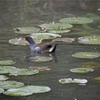 千里東町公園 千里中央公園 キビタキ 