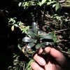 Bucephalandra sp"星屑"from Nanga pinoh【AZ1024-9】