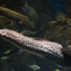 プロトプテルス・エチオピクス Protopterus aethiopicus
