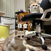 雨田甘夏、おいしさです。【猫とおやつと主食事情】