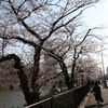 外濠公園の桜