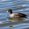 昭和記念公園の冬の鳥たち