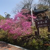 竜頭の滝～中禅寺湖畔～高山、花周遊　　2018.05.15