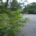 かわせみのさえずり