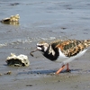 キョウジョシギ / 散歩の鳥見