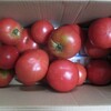 夏秋トマト　’２０
