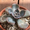 『フィオナ』の成長記録【多肉植物】