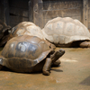アルダブラゾウガメ Aldabrachelys gigantea