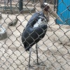 トゥーレ公園の可愛い鳥達 