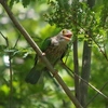   Cycling Road.7 ついに発見！緑の野鳥 at プッタモントン/24JUN'2019