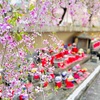 4月はじめの京都の桜