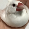 文鳥が病気！？体調不良？さっぽろ小鳥のクリニックにいってきました。【鳥のこと】