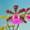 Cattleya aclandiae`Fagiano'