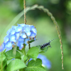 6月、雨上がり　紫陽花（その１）