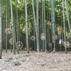 Beautiful bamboo 