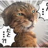 大にゃんこ引き篭もる