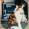 猫の手は神の手？