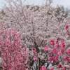 西平畑公園 イルミネーション 期間 時間は？ 