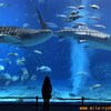 美ら海水族館を2倍楽しむ方法！「貸し切り写真を撮ろう」