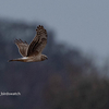 2019年12月21日の鳥撮り-群馬県