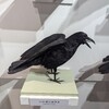 ハシボソ派？ハシブト派？