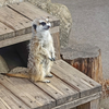 ≪千葉市川市≫市川市動植物園③