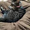 裏起毛パーカーと猫ベッドなどネットで見かけて購入・導入したもの