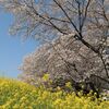 埼玉・熊谷桜堤　菜の花と桜で一度に二度おいしい花見～散り始め～